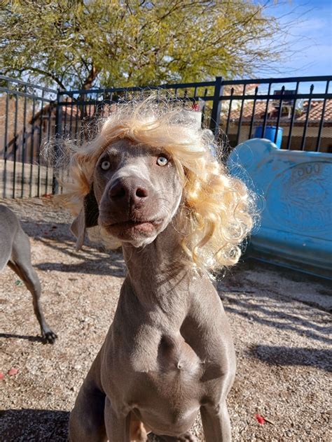 AH4S DOG JUNKIES with 21 real customer photos.